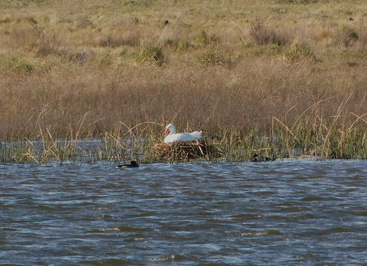 Coscoroba Swan - ML624859757