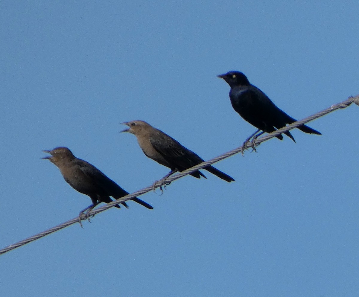 Brewer's Blackbird - ML624859788