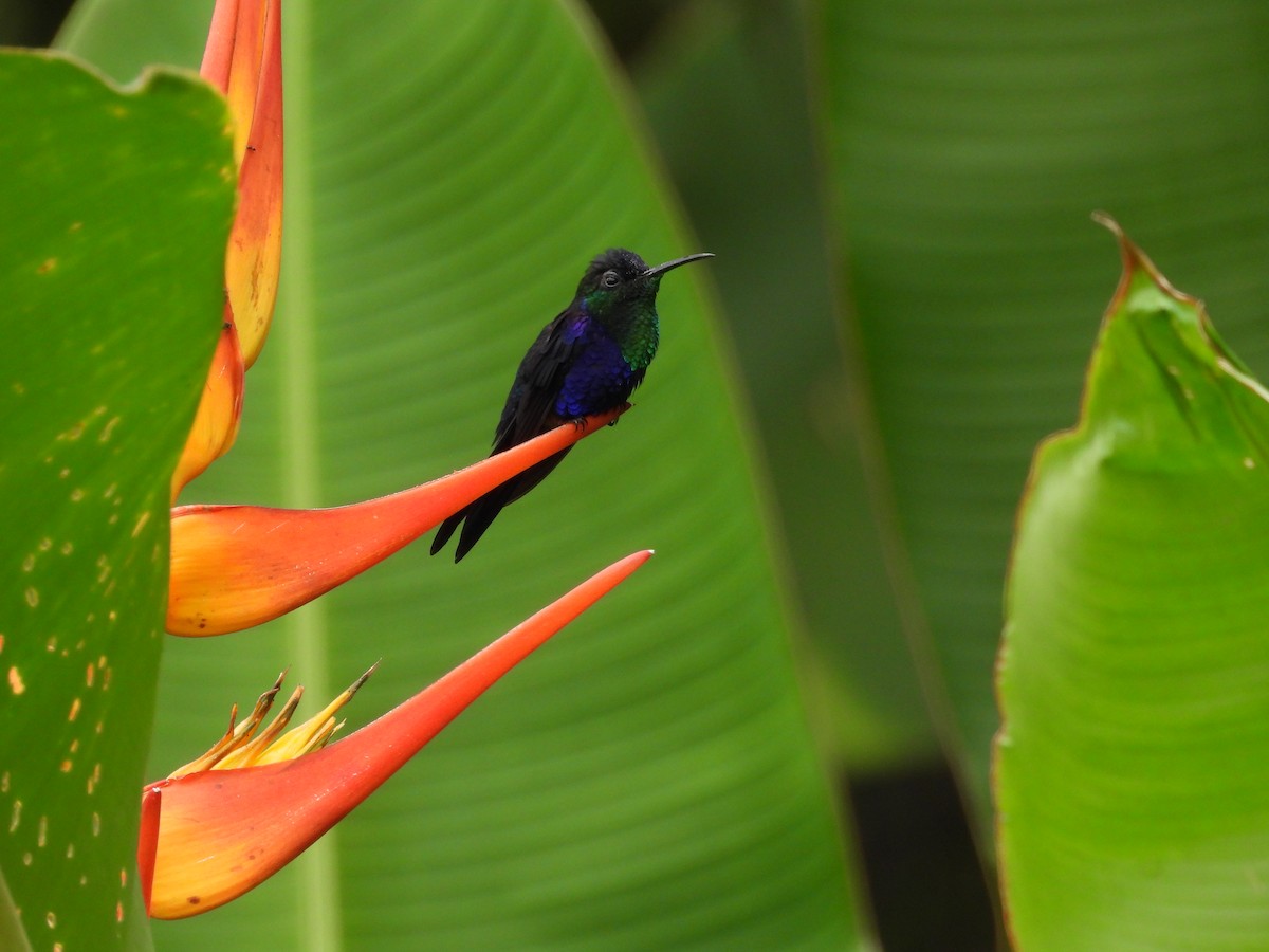 Crowned Woodnymph - ML624859813