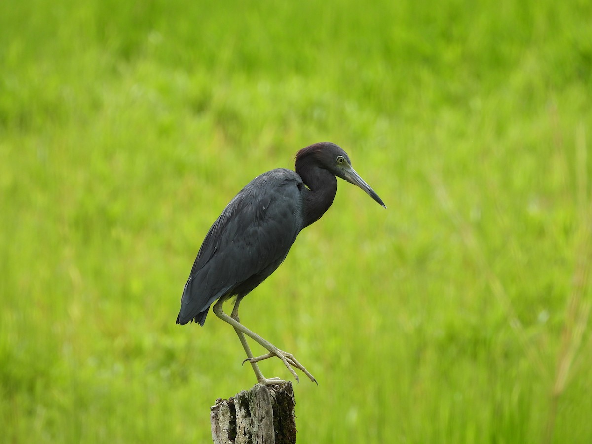 Little Blue Heron - ML624859892