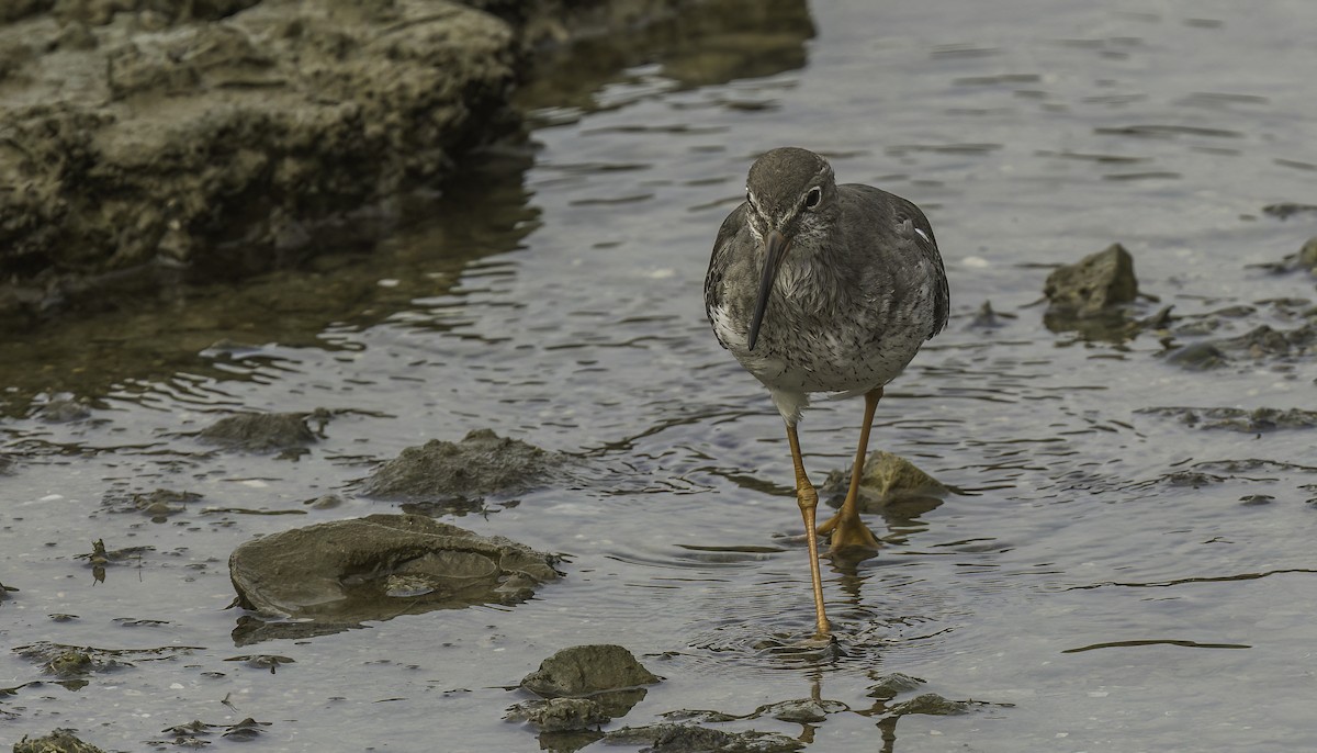 Chevalier gambette - ML624859898