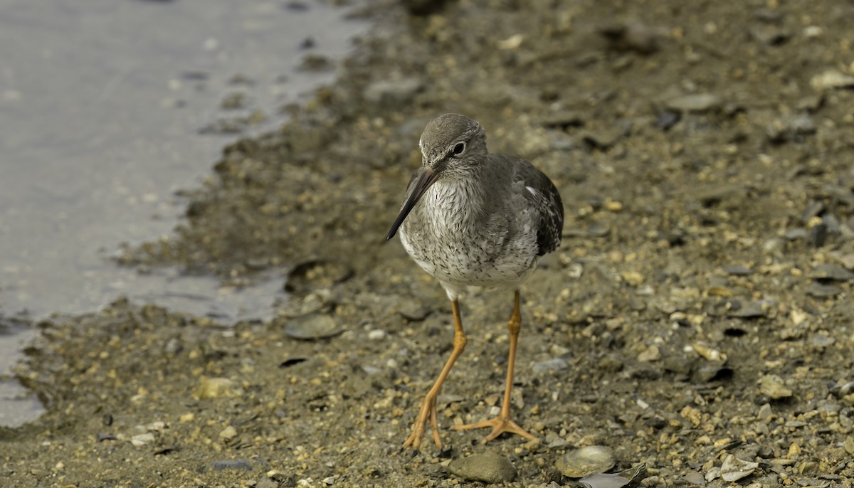 Chevalier gambette - ML624859899