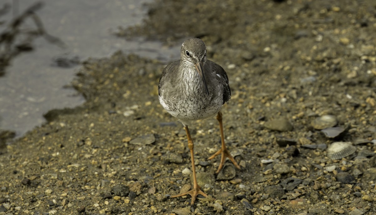 Chevalier gambette - ML624859900