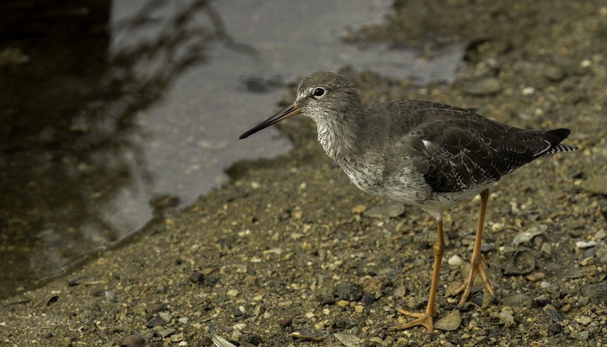 Chevalier gambette - ML624859910