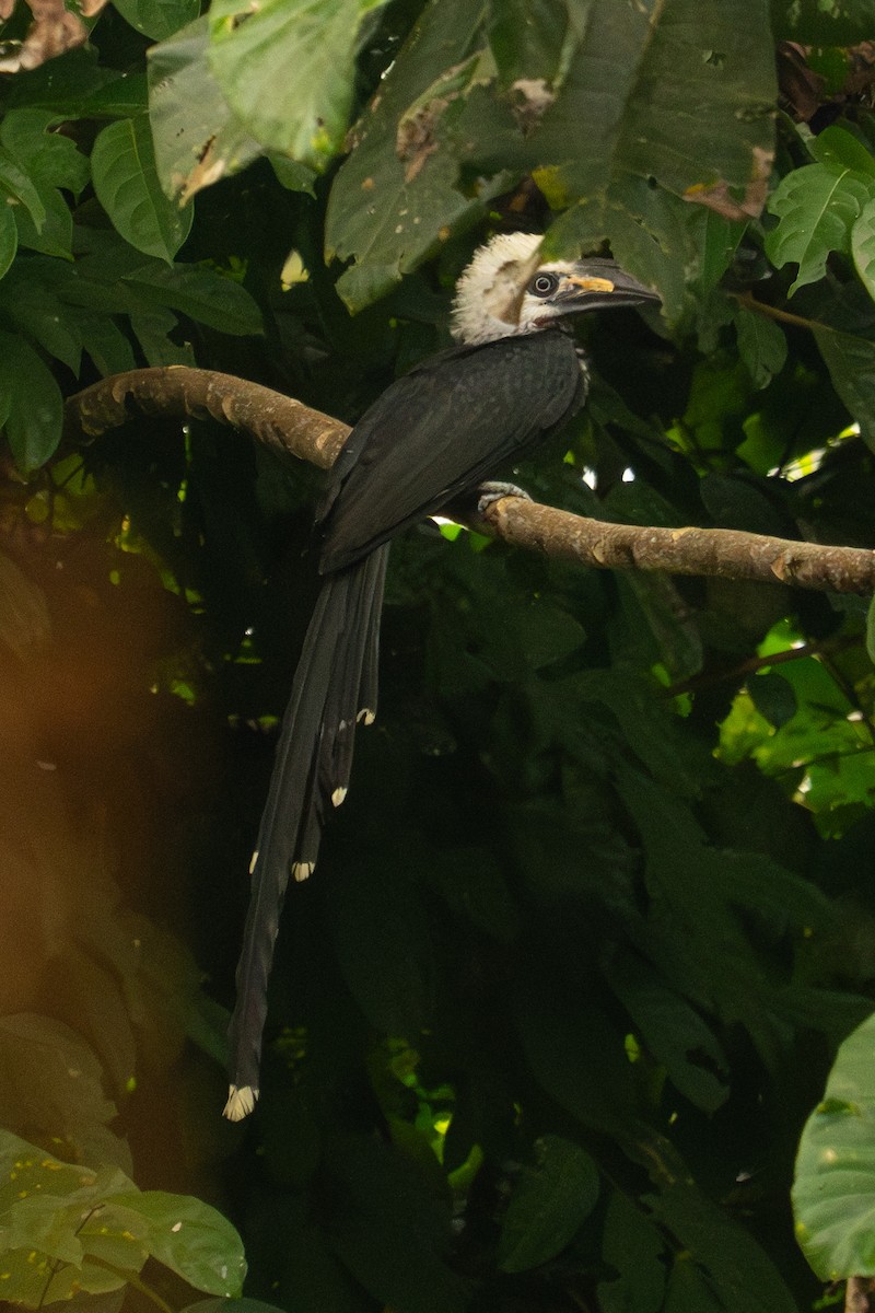 Western Long-tailed Hornbill - ML624859928