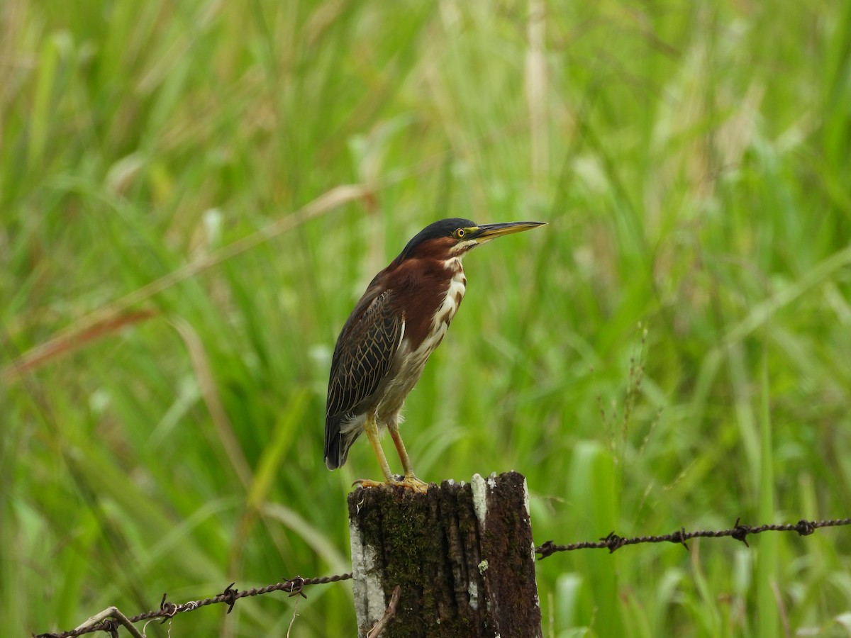 Green Heron - ML624859938