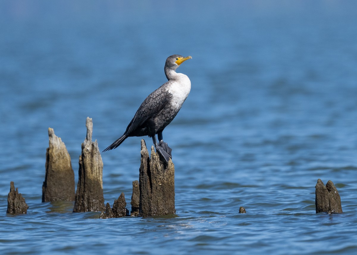 Double-crested Cormorant - ML624859972