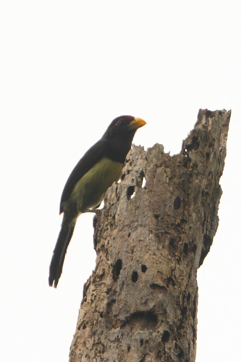 Western Yellow-billed Barbet - ML624860165