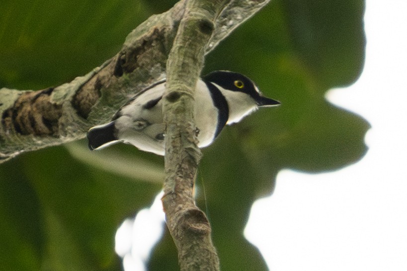 West African Batis - ML624860424