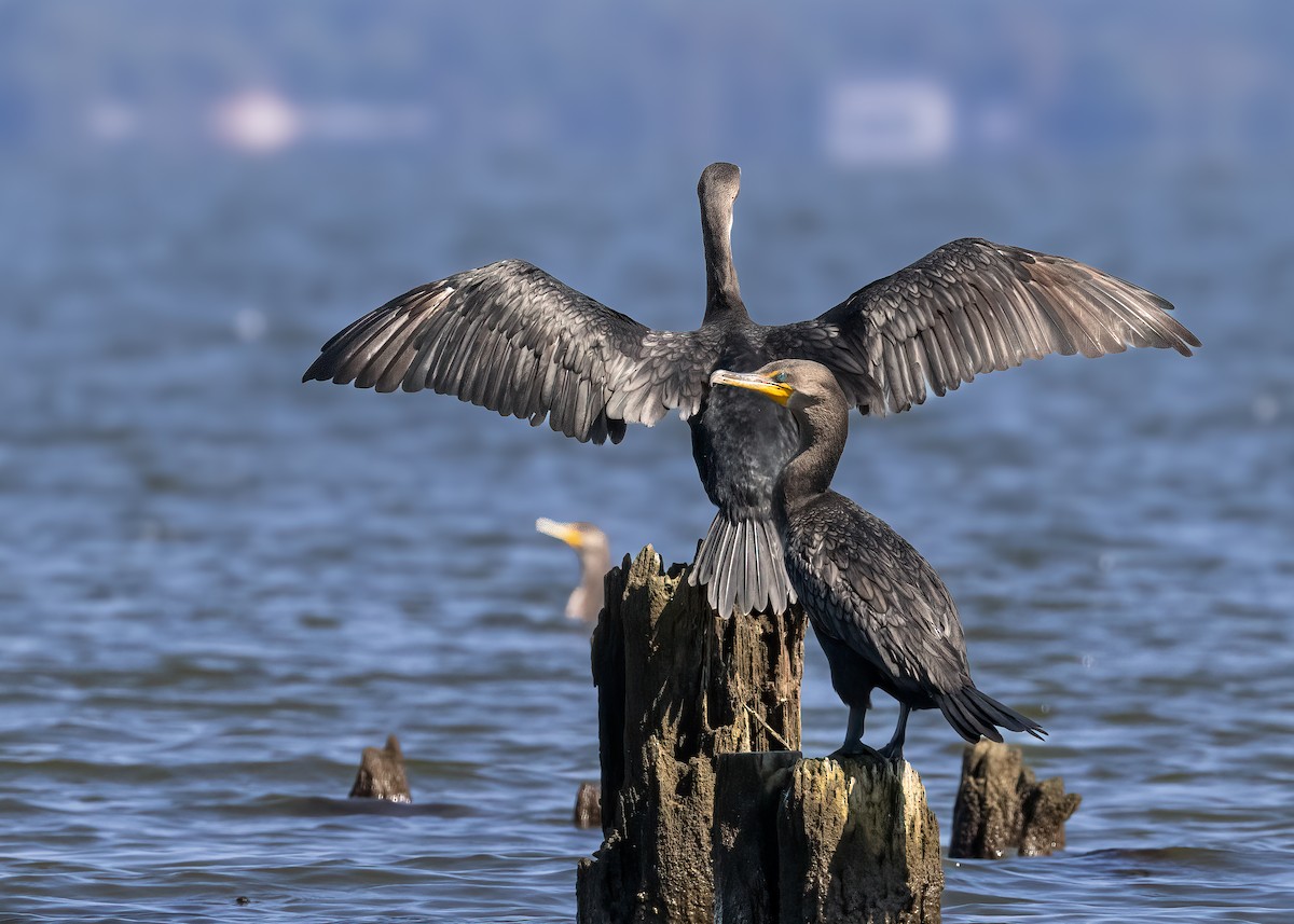 Double-crested Cormorant - ML624860627