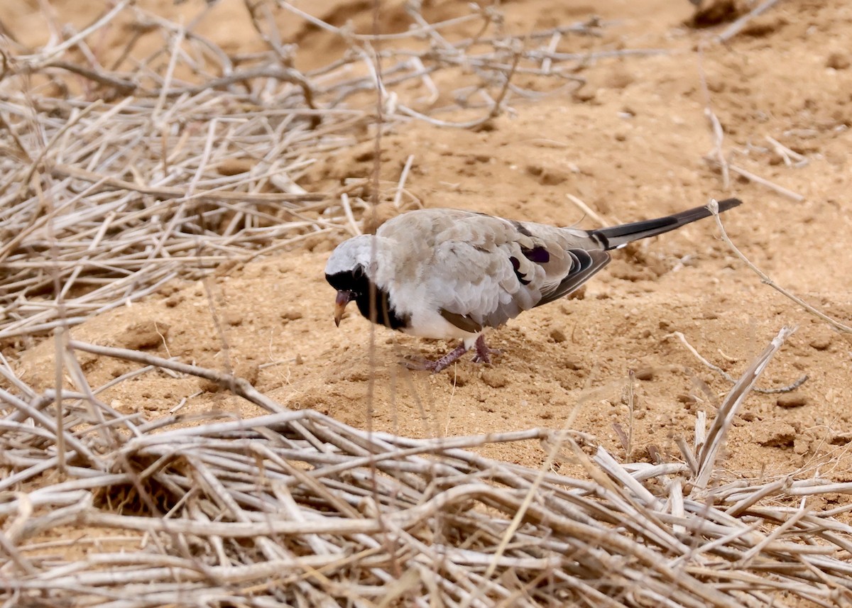 Namaqua Dove - ML624861068