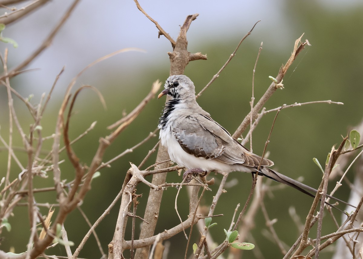 Namaqua Dove - ML624861086