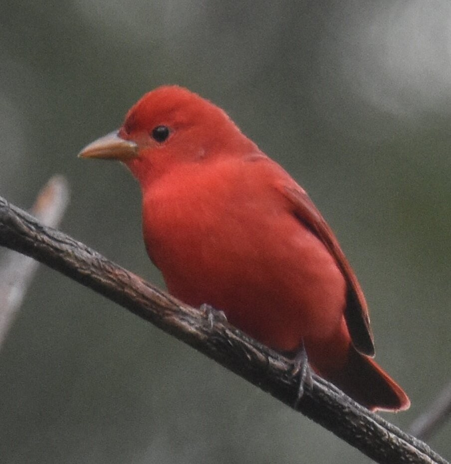Summer Tanager - ML624861093