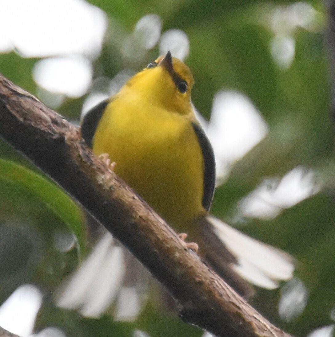 Hooded Warbler - ML624861106