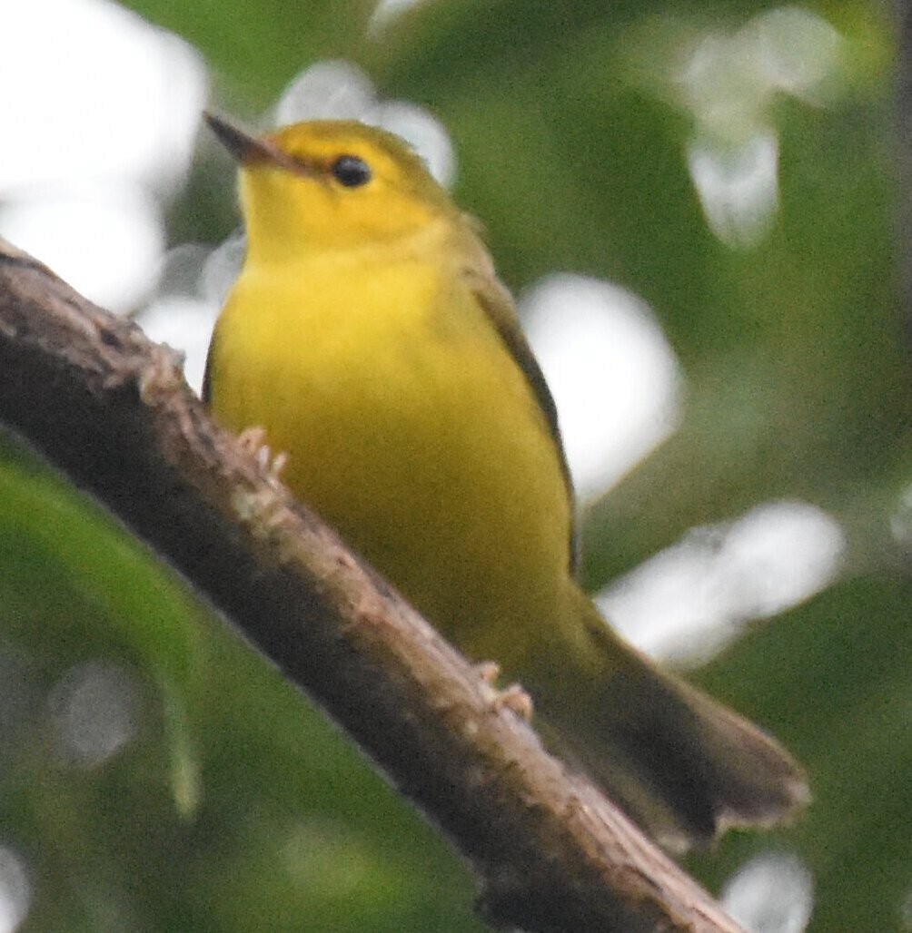 Hooded Warbler - ML624861108