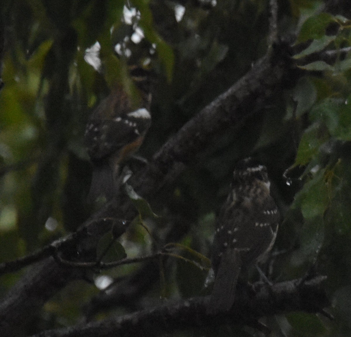 Rose-breasted Grosbeak - ML624861130
