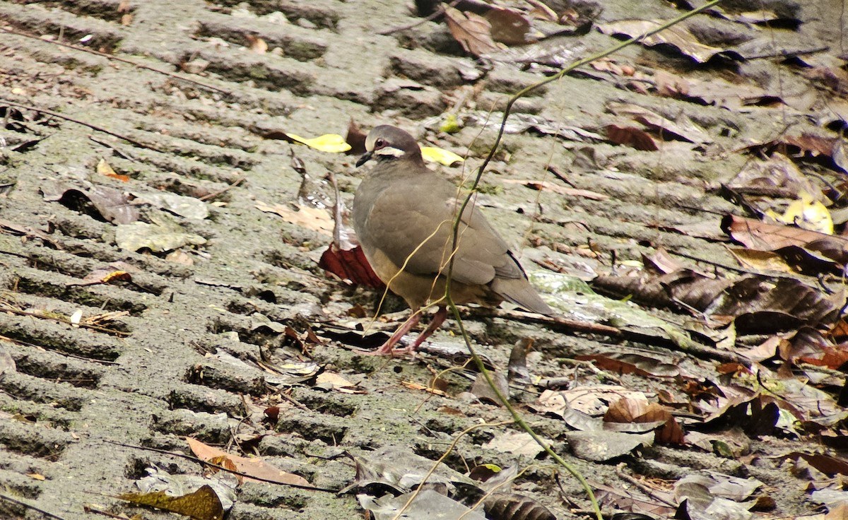 Olive-backed Quail-Dove - ML624861233