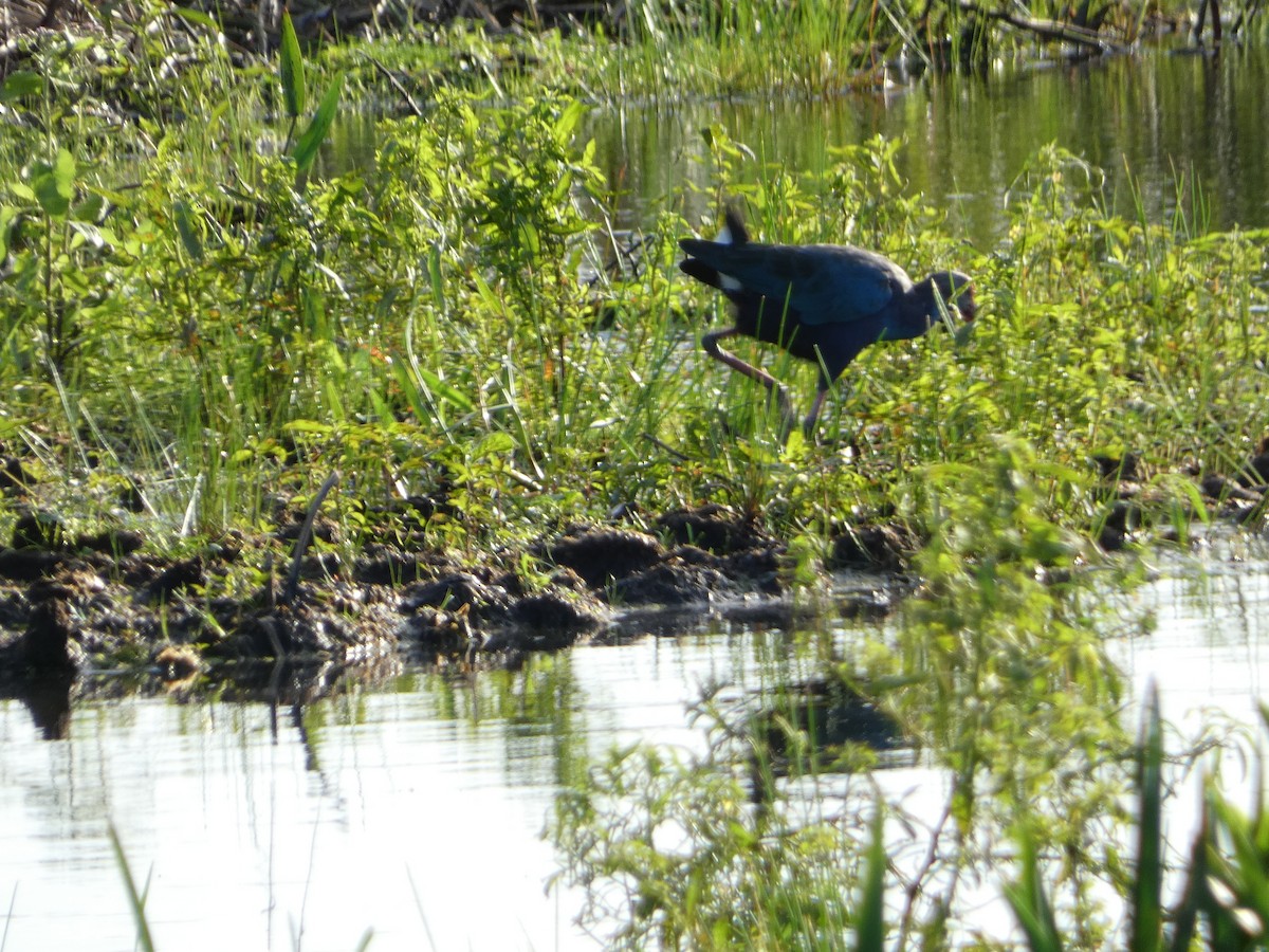 Gray-headed Swamphen - ML624861298