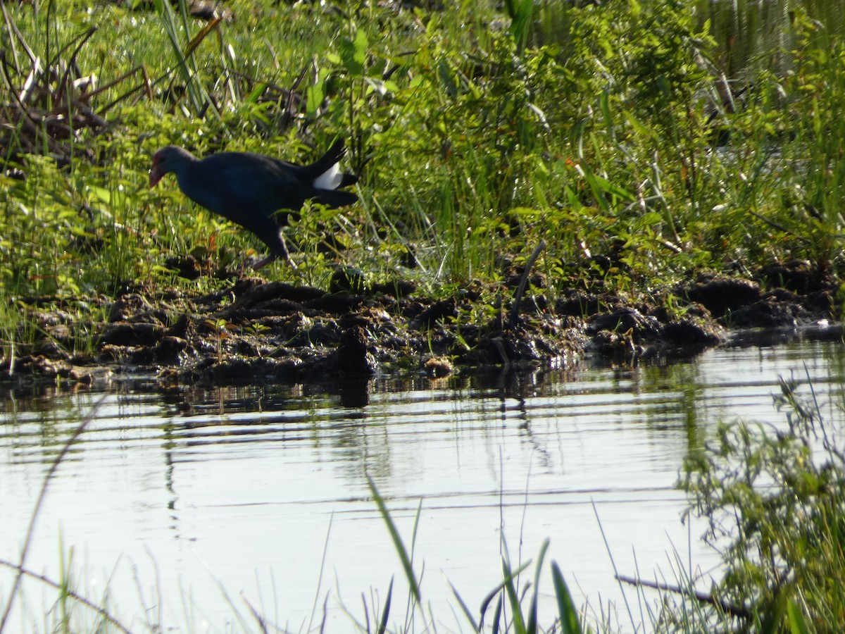 Gray-headed Swamphen - ML624861430