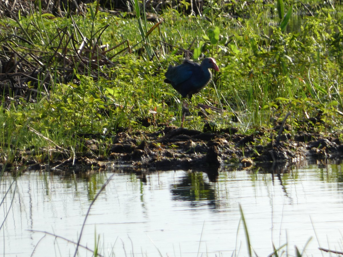 Gray-headed Swamphen - ML624861431
