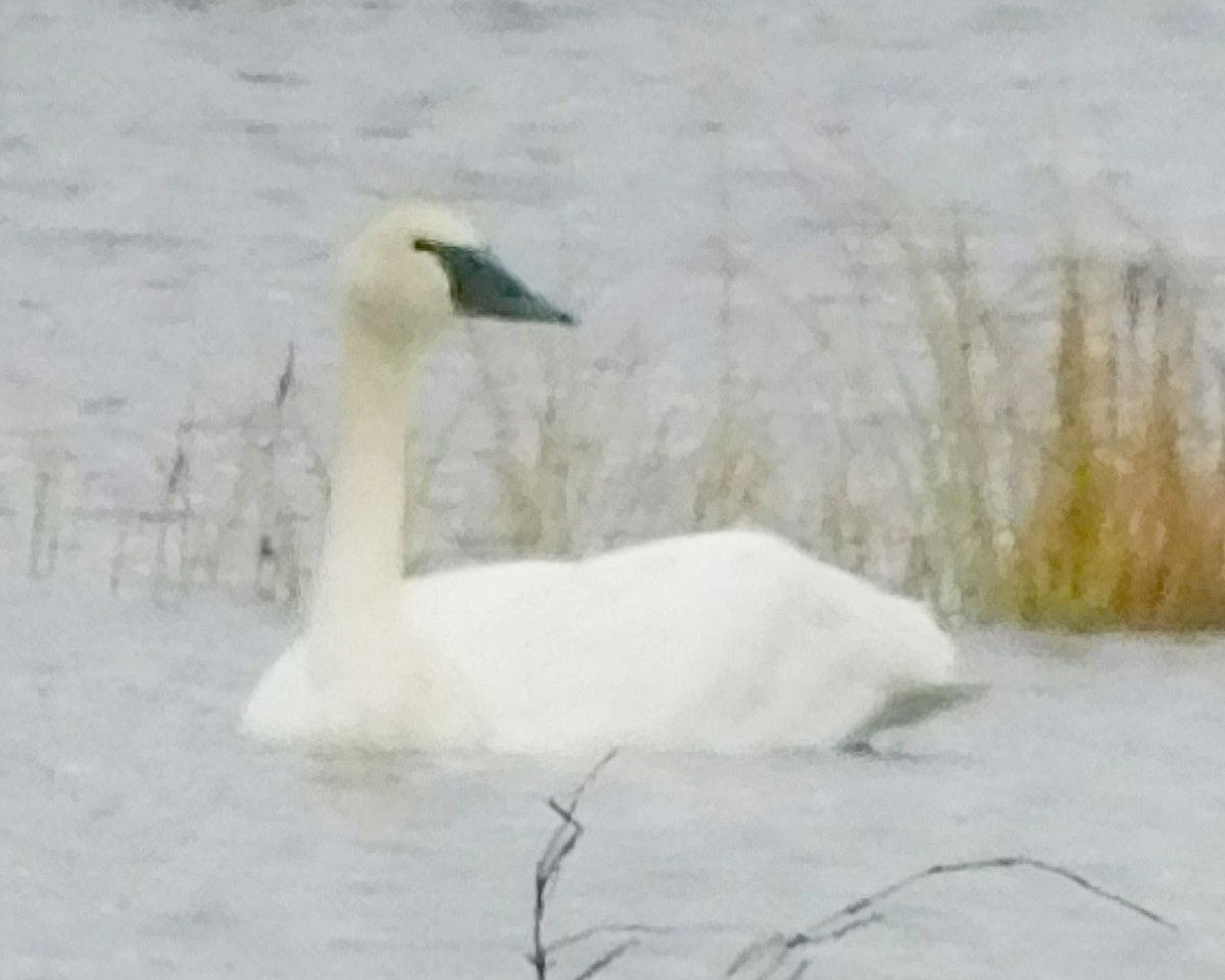 Trumpeter Swan - ML624861805