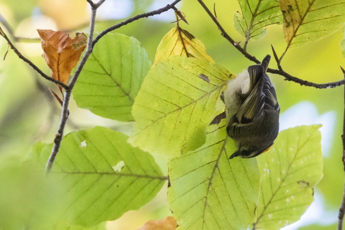 Golden-crowned Kinglet - ML624861820