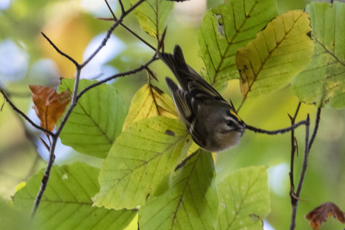 Golden-crowned Kinglet - ML624861822