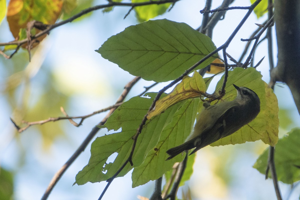 Golden-crowned Kinglet - ML624861835