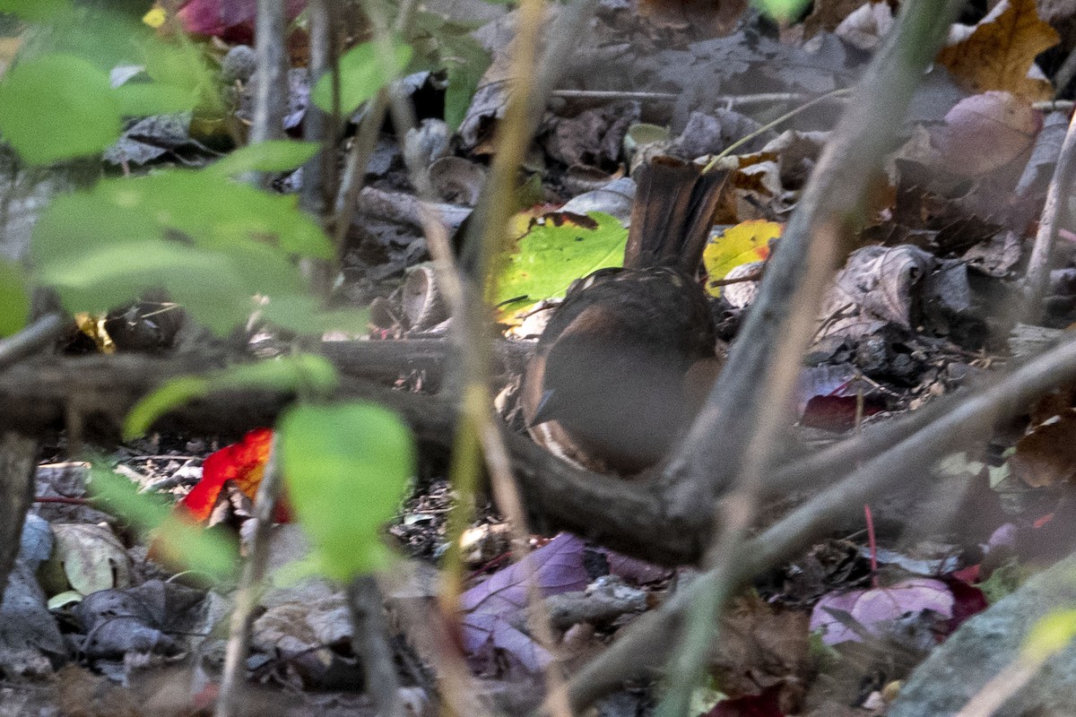 Eastern Towhee - ML624861845