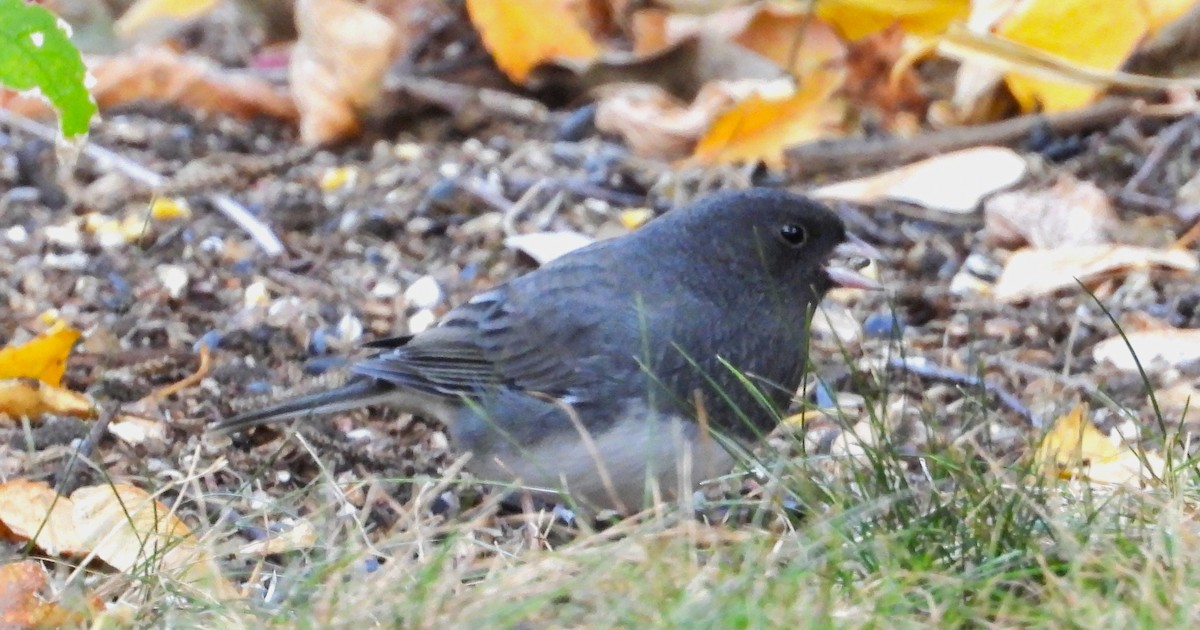 Dark-eyed Junco - ML624861879