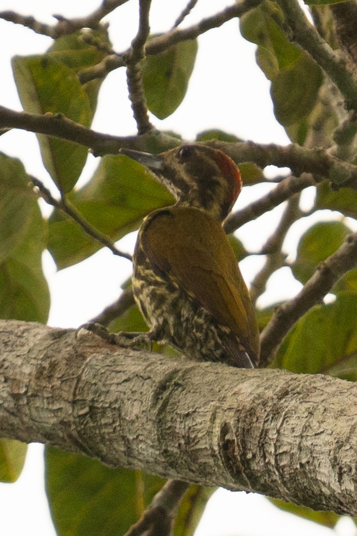Melancholy Woodpecker - ML624861947