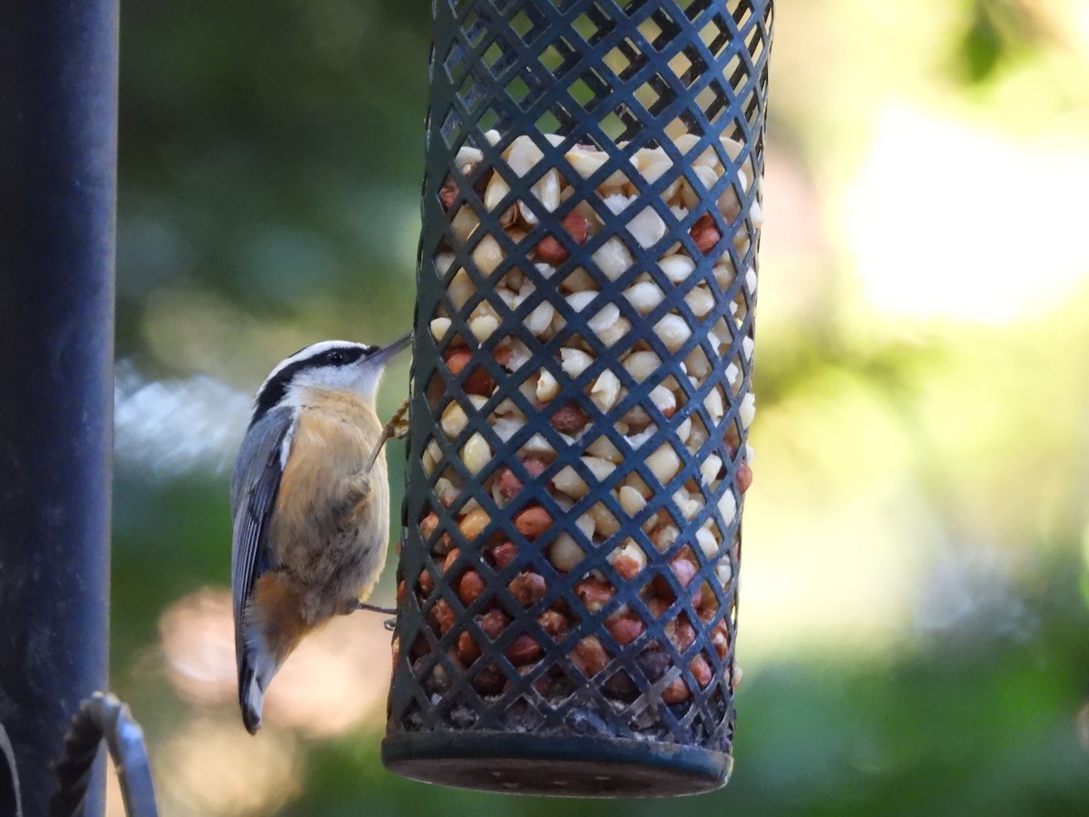 Red-breasted Nuthatch - ML624862040