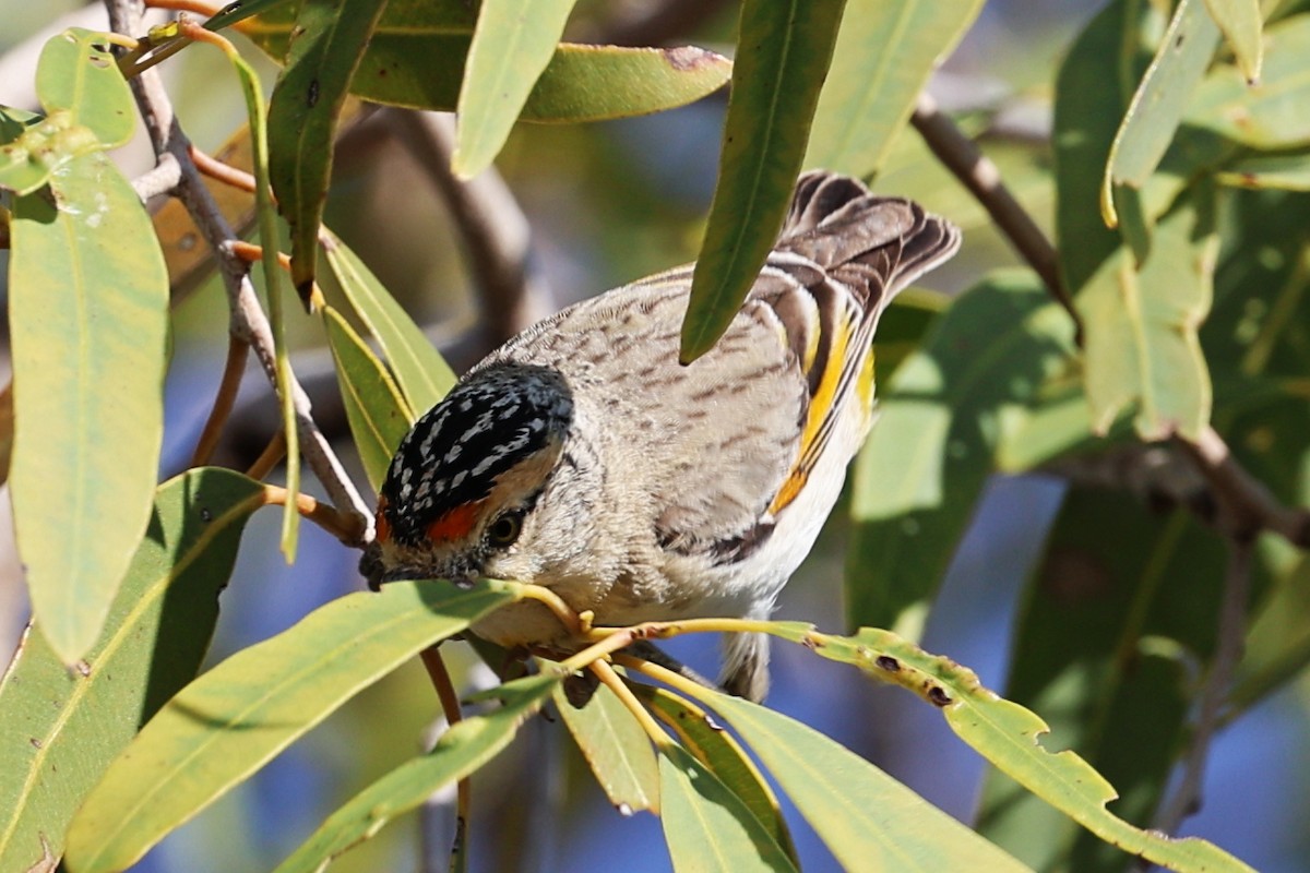 Red-browed Pardalote - ML624862088