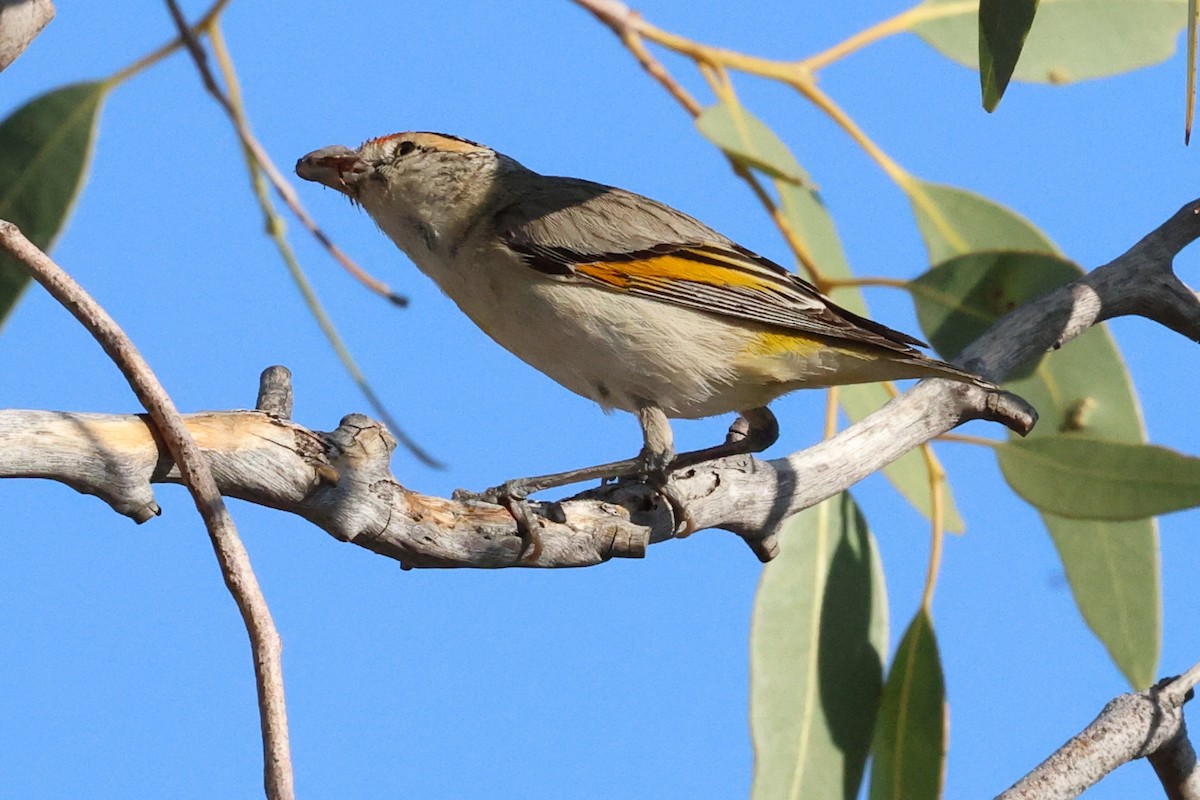 Red-browed Pardalote - ML624862089