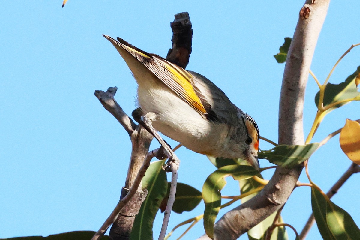 Red-browed Pardalote - ML624862090