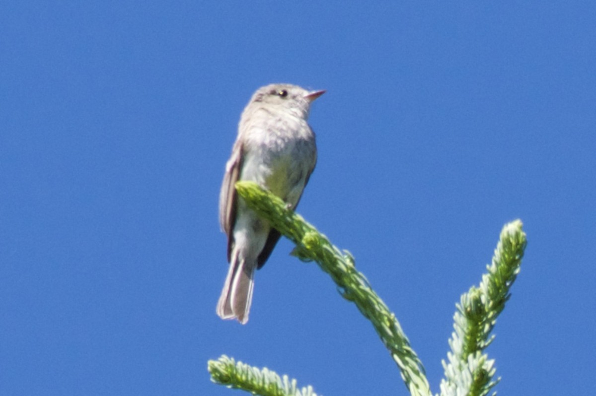 Hammond's Flycatcher - ML62486221