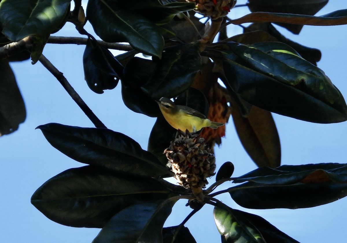 Philadelphia Vireo - ML624862246