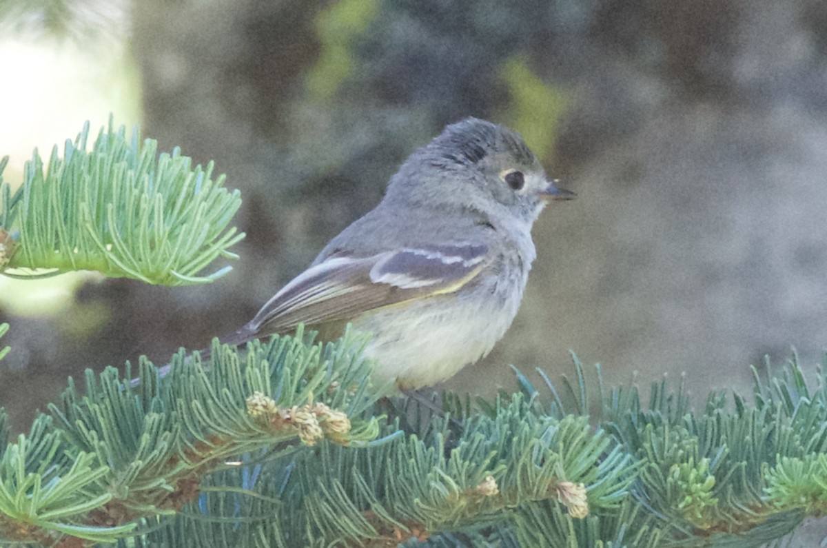 Hammond's Flycatcher - ML62486231