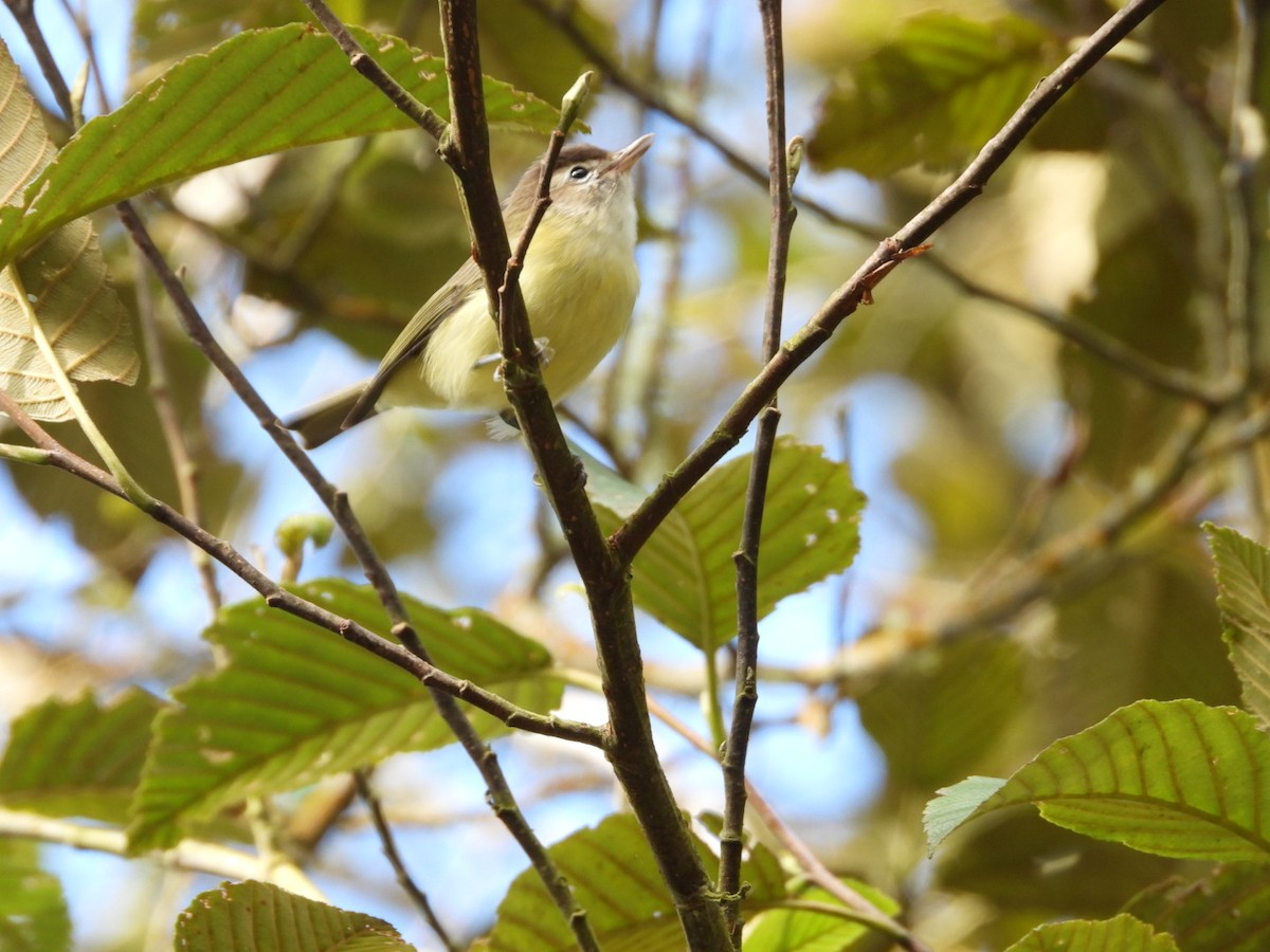 Brown-capped Vireo - Sergio Adrián  Murillo Montoya