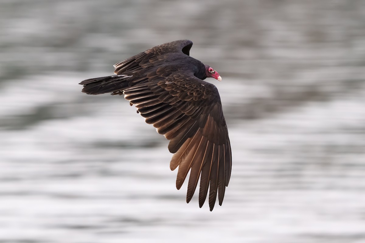 Turkey Vulture - ML624862381