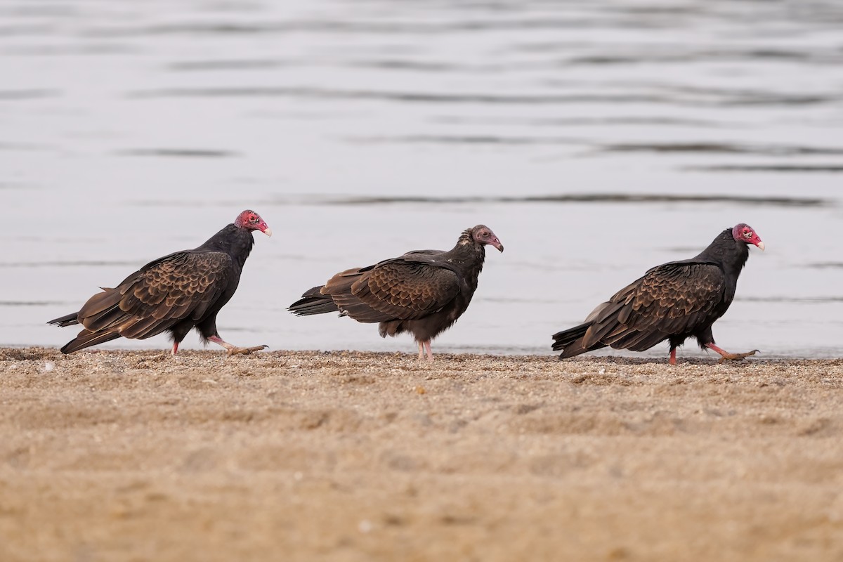 Turkey Vulture - ML624862382