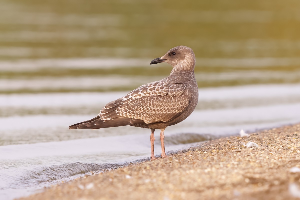 Herring Gull (American) - ML624862406