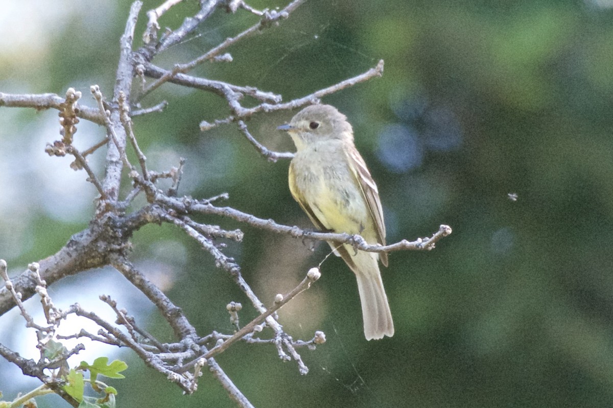 Hammond's Flycatcher - ML62486241