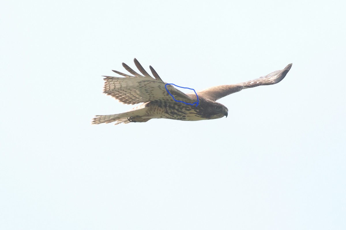 Red-tailed Hawk - ML624862432