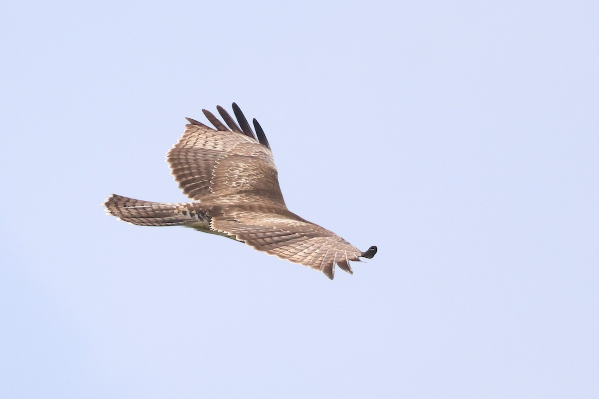 Red-tailed Hawk - ML624862433