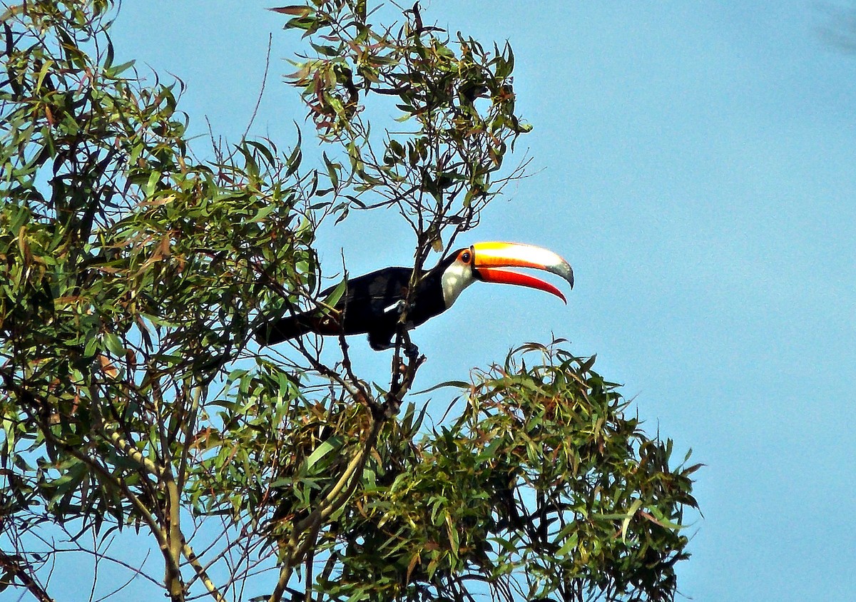 Toco Toucan - ML624862443