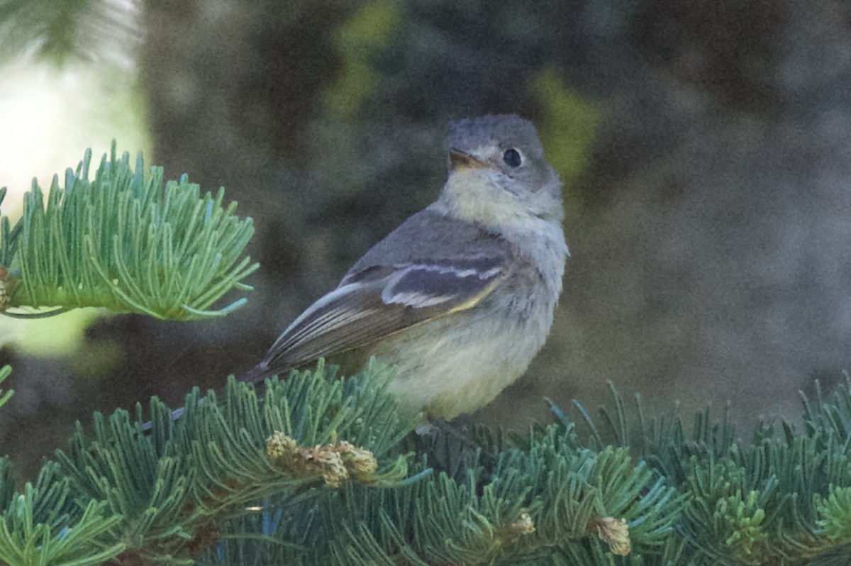 Hammond's Flycatcher - ML62486251