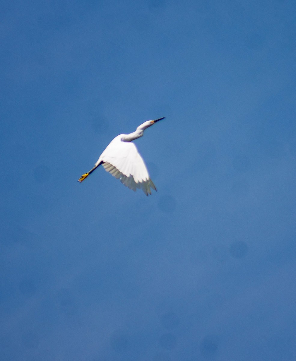 Snowy Egret - ML624862685