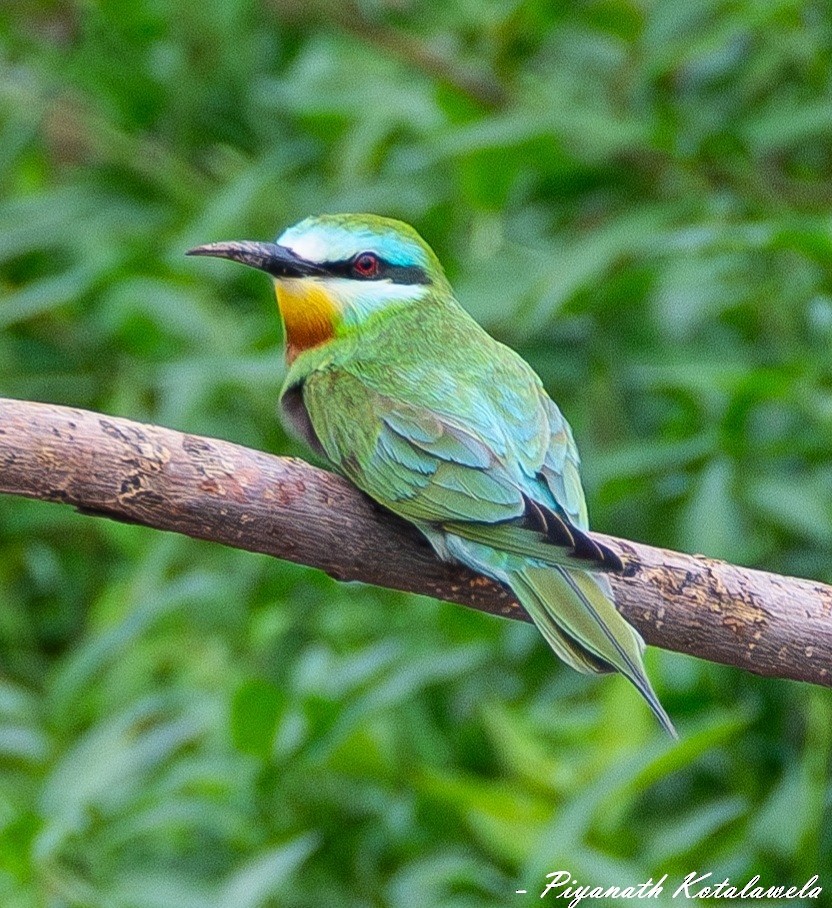 ルリホオハチクイ - ML624862913