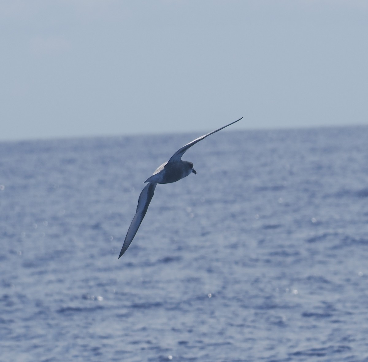 Mottled Petrel - ML624863300